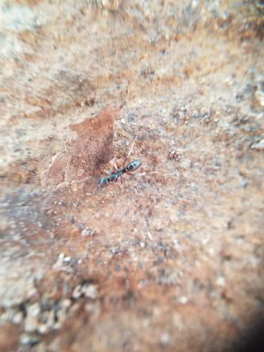 Brachyponera chinensis photo 86