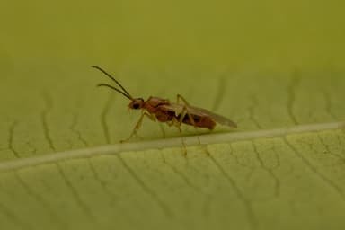 Brachyponera chinensis photo 1