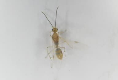 Brachyponera chinensis photo 3