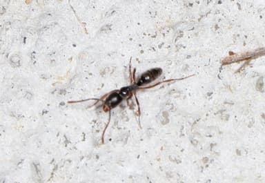 Brachyponera chinensis photo 4