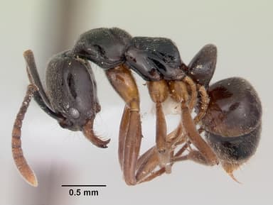 Brachyponera chinensis — queen photo 5