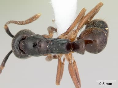 Brachyponera chinensis — queen photo 6