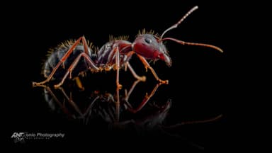 Camponotus aethiops — worker photo 1