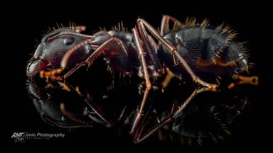 Camponotus aethiops — worker photo 2