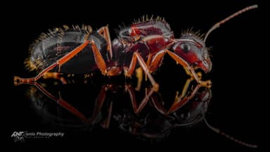 Camponotus aethiops — queen photo 3