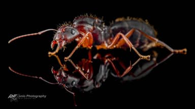 Camponotus aethiops — queen photo 4