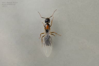 Camponotus aethiops — queen photo 8