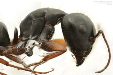 Camponotus aethiops photo 9