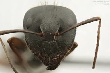 Camponotus aethiops photo 10