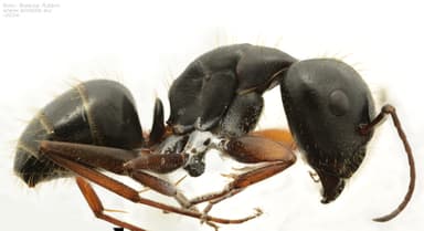 Camponotus aethiops photo 11