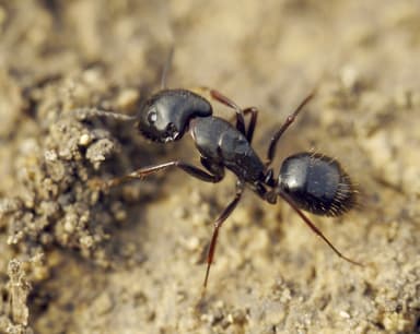 Camponotus aethiops photo 12