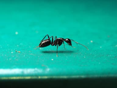 Camponotus aethiops photo 13
