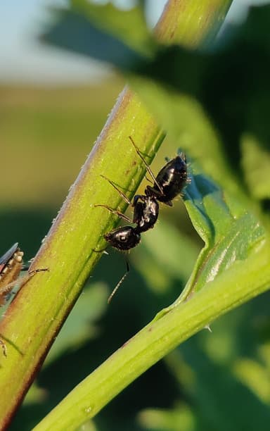 Camponotus aethiops photo 14