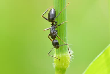 Camponotus aethiops photo 15