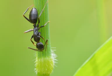 Camponotus aethiops photo 16