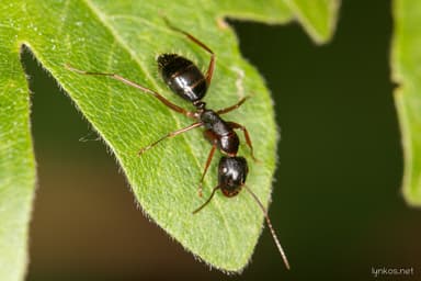 Camponotus aethiops photo 18