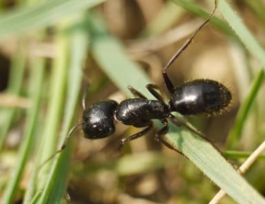 Camponotus aethiops photo 19