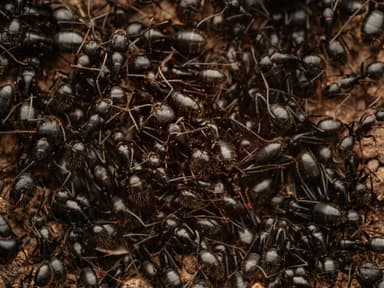 Camponotus aethiops photo 20