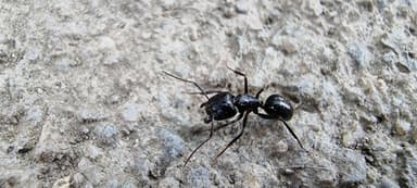 Camponotus aethiops photo 21