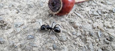 Camponotus aethiops photo 22