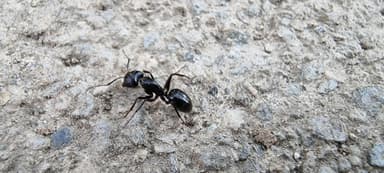 Camponotus aethiops photo 23