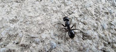 Camponotus aethiops photo 24