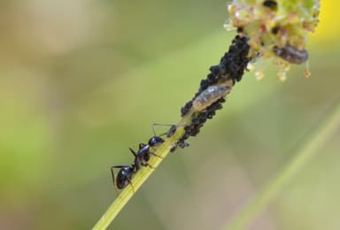 Camponotus aethiops photo 25