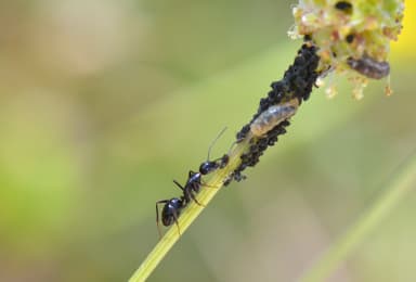 Camponotus aethiops photo 26