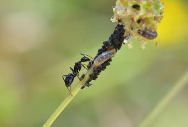 Camponotus aethiops photo 27