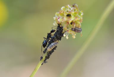 Camponotus aethiops photo 28