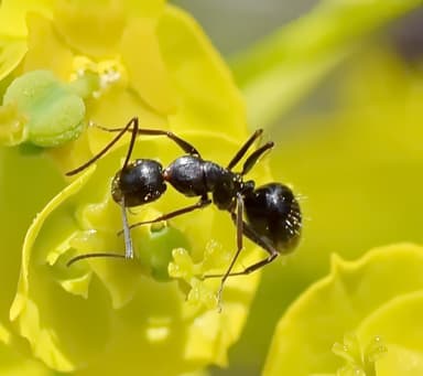 Camponotus aethiops photo 29