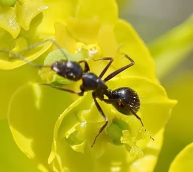 Camponotus aethiops photo 30
