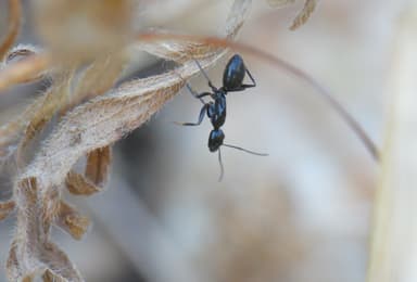 Camponotus aethiops photo 31