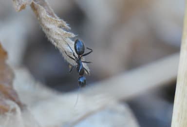 Camponotus aethiops photo 32