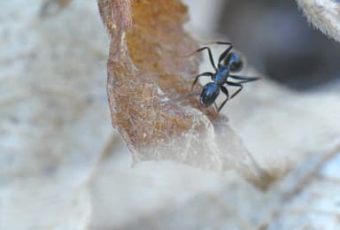 Camponotus aethiops photo 34