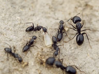Camponotus aethiops photo 35