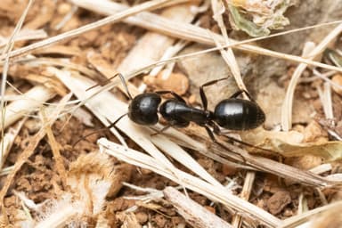 Camponotus aethiops photo 36