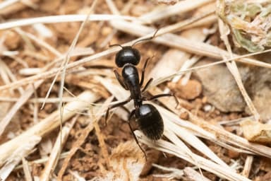 Camponotus aethiops photo 37