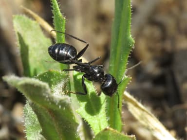 Camponotus aethiops photo 38