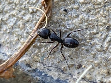 Camponotus aethiops — worker photo 39