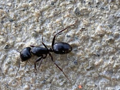 Camponotus aethiops — worker photo 40
