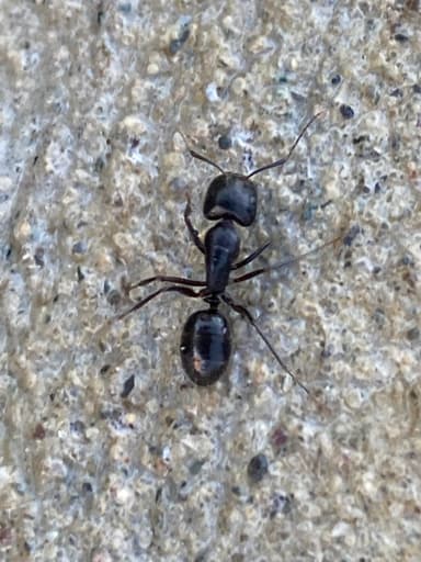 Camponotus aethiops — worker photo 41