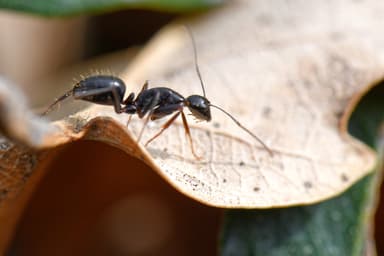 Camponotus aethiops photo 42