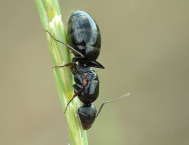 Camponotus aethiops photo 43
