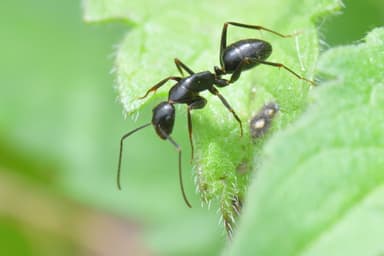 Camponotus aethiops photo 44