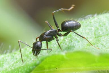 Camponotus aethiops photo 45