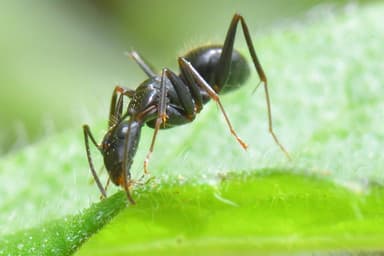 Camponotus aethiops photo 47