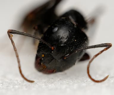 Camponotus aethiops photo 49