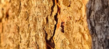 Camponotus aethiops photo 51