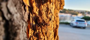 Camponotus aethiops photo 52